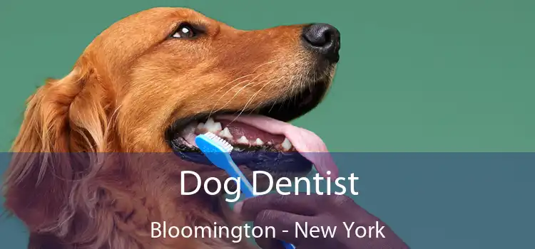 Dog Dentist Bloomington - New York