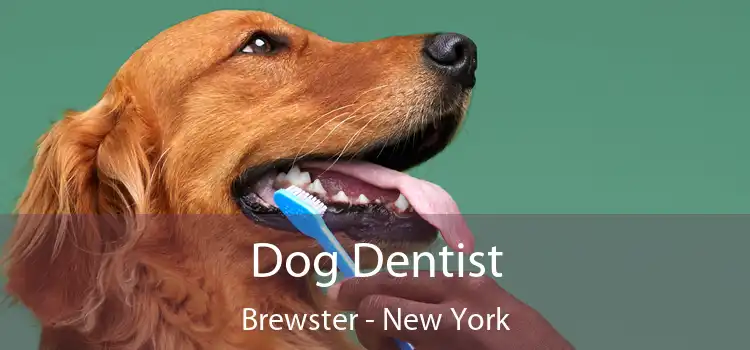 Dog Dentist Brewster - New York