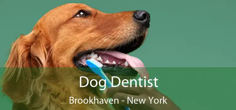 Dog Dentist Brookhaven - New York