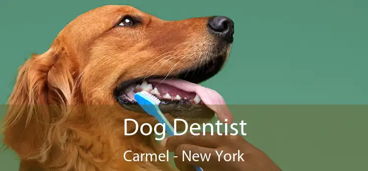 Dog Dentist Carmel - New York