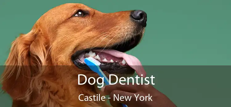 Dog Dentist Castile - New York