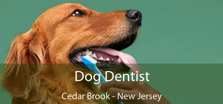 Dog Dentist Cedar Brook - New Jersey