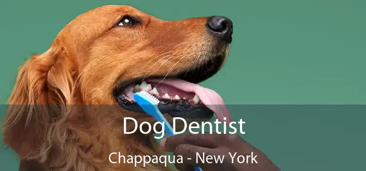 Dog Dentist Chappaqua - New York