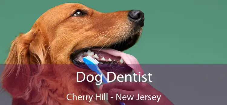 Dog Dentist Cherry Hill - New Jersey