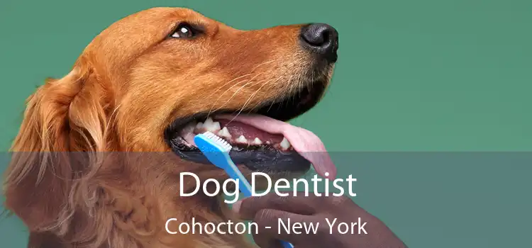 Dog Dentist Cohocton - New York