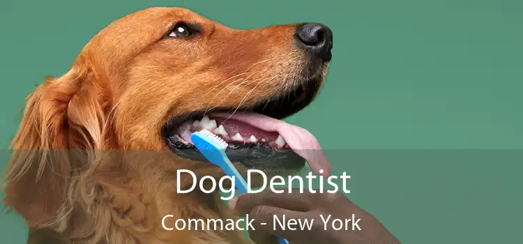 Dog Dentist Commack - New York