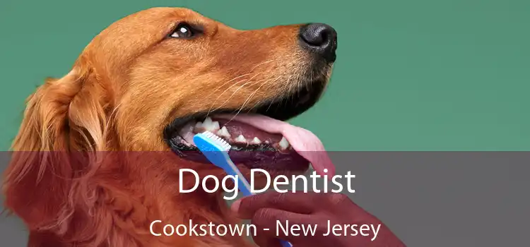 Dog Dentist Cookstown - New Jersey