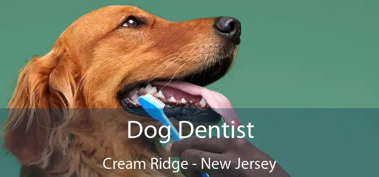 Dog Dentist Cream Ridge - New Jersey