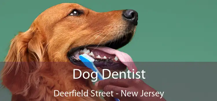 Dog Dentist Deerfield Street - New Jersey