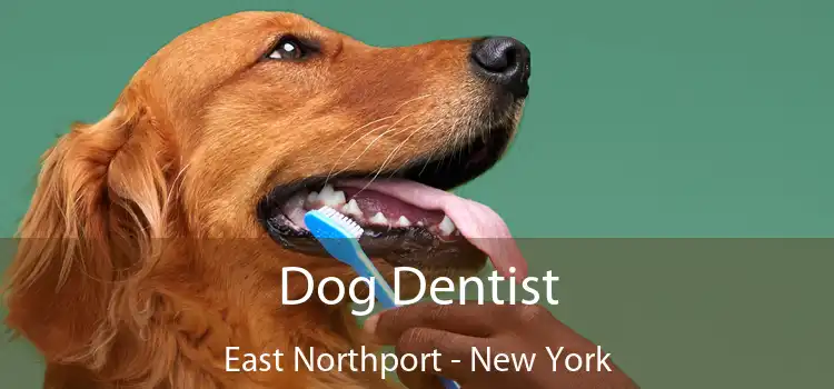 Dog Dentist East Northport - New York