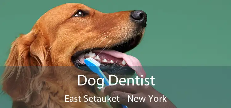 Dog Dentist East Setauket - New York