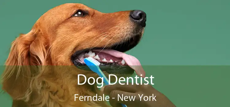 Dog Dentist Ferndale - New York