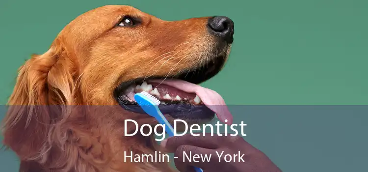 Dog Dentist Hamlin - New York