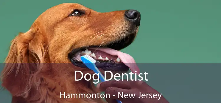 Dog Dentist Hammonton - New Jersey