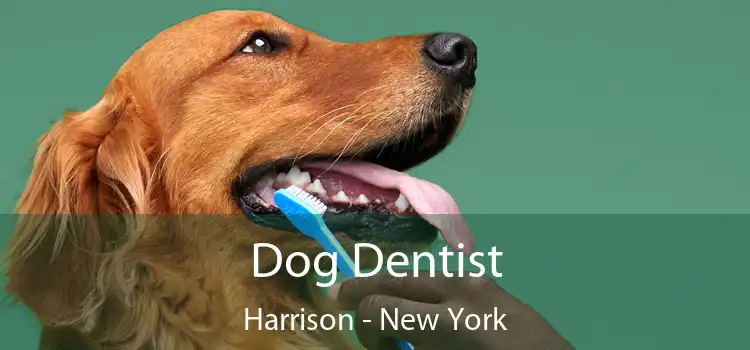 Dog Dentist Harrison - New York