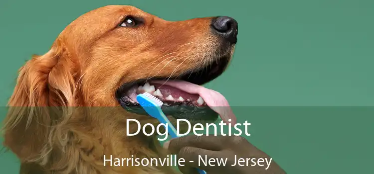 Dog Dentist Harrisonville - New Jersey