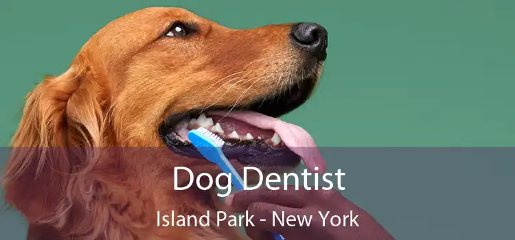 Dog Dentist Island Park - New York