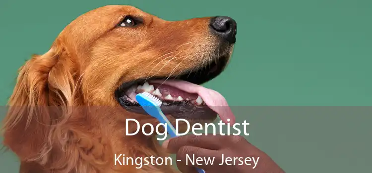 Dog Dentist Kingston - New Jersey