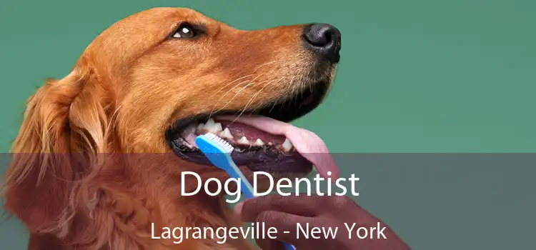 Dog Dentist Lagrangeville - New York