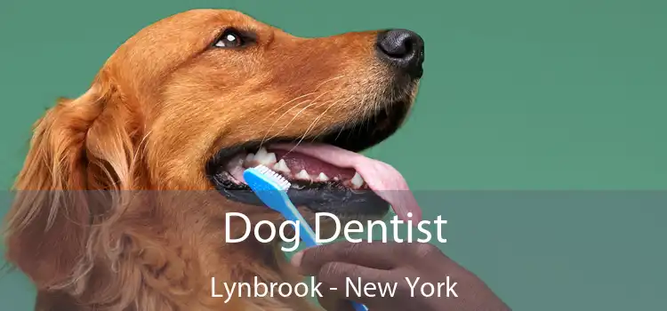 Dog Dentist Lynbrook - New York