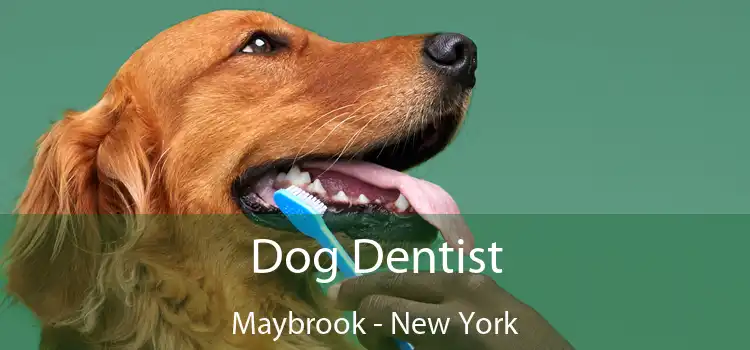 Dog Dentist Maybrook - New York