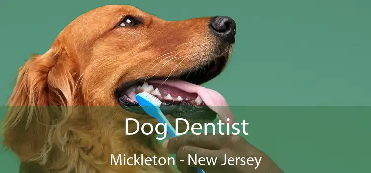 Dog Dentist Mickleton - New Jersey