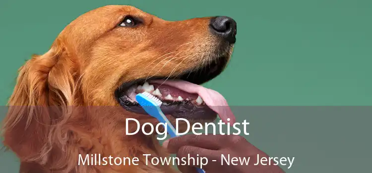 Dog Dentist Millstone Township - New Jersey