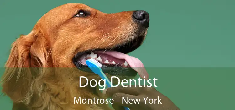 Dog Dentist Montrose - New York