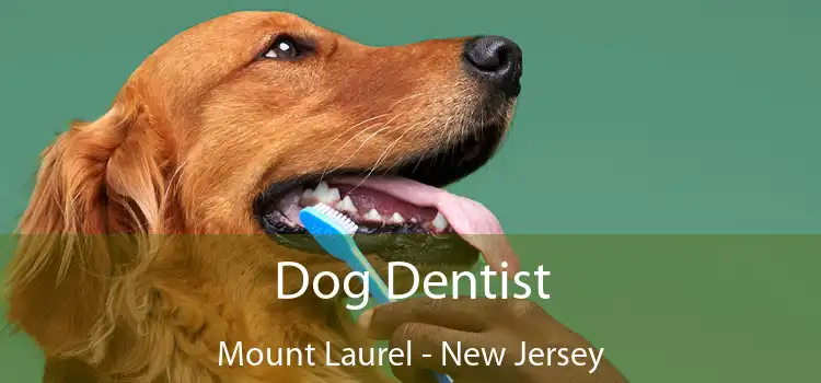 Dog Dentist Mount Laurel - New Jersey