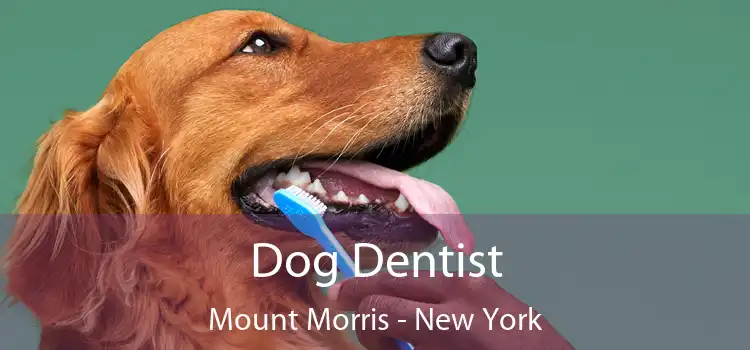 Dog Dentist Mount Morris - New York