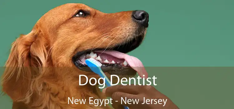 Dog Dentist New Egypt - New Jersey