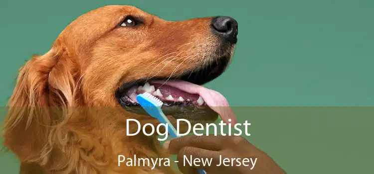 Dog Dentist Palmyra - New Jersey