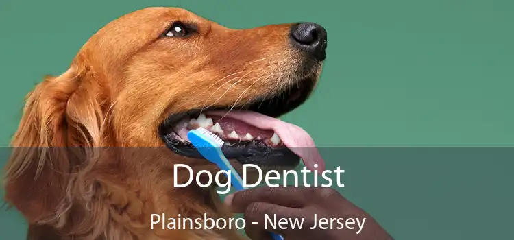 Dog Dentist Plainsboro - New Jersey