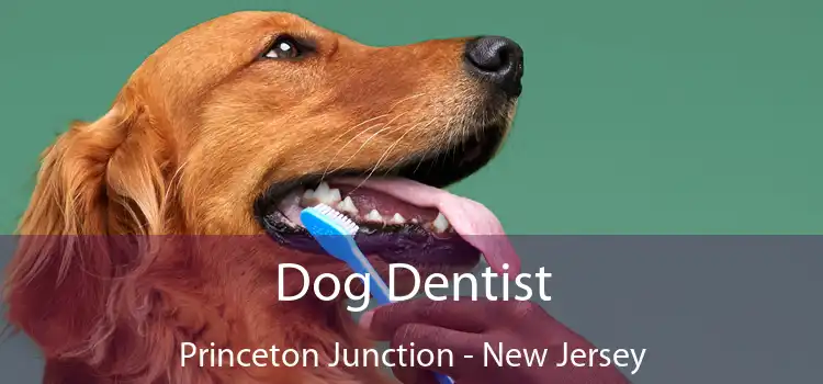 Dog Dentist Princeton Junction - New Jersey