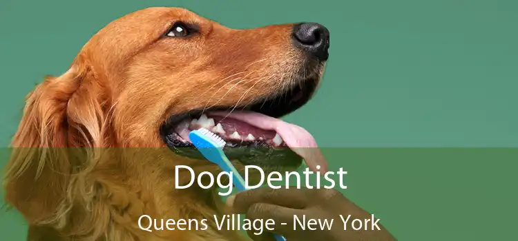 Dog Dentist Queens Village - New York