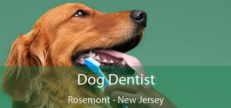 Dog Dentist Rosemont - New Jersey