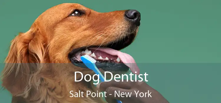 Dog Dentist Salt Point - New York