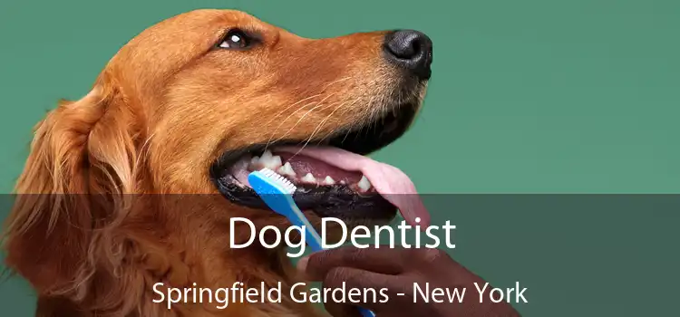 Dog Dentist Springfield Gardens - New York