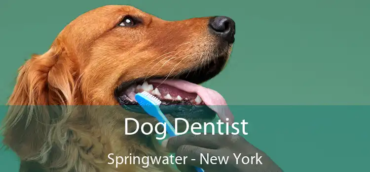 Dog Dentist Springwater - New York