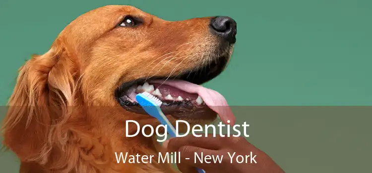 Dog Dentist Water Mill - New York