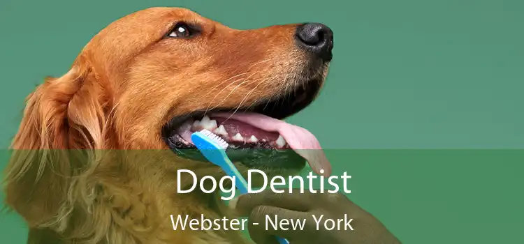 Dog Dentist Webster - New York