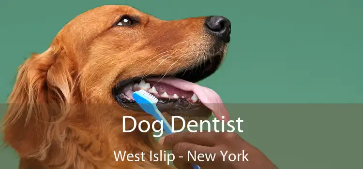 Dog Dentist West Islip - New York