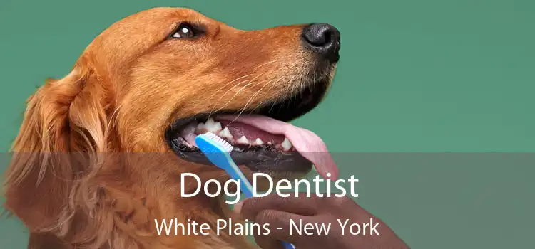 Dog Dentist White Plains - New York