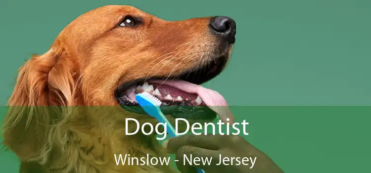 Dog Dentist Winslow - New Jersey