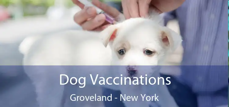 Dog Vaccinations Groveland - New York