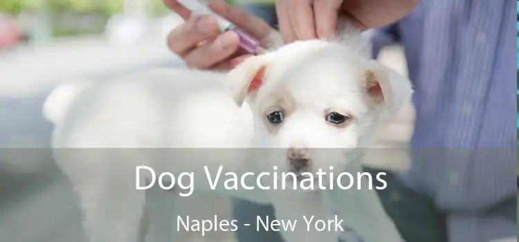 Dog Vaccinations Naples - New York