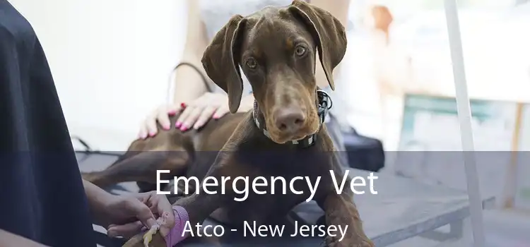 Emergency Vet Atco - New Jersey