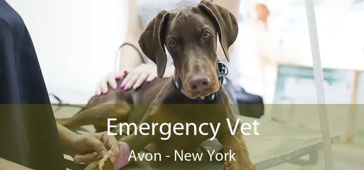 Emergency Vet Avon - New York