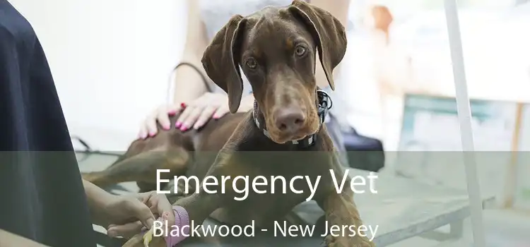 Emergency Vet Blackwood - New Jersey