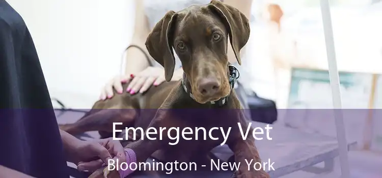 Emergency Vet Bloomington - New York